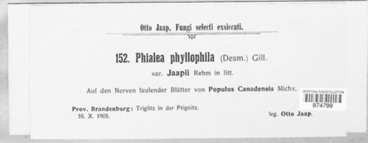 Phialea phyllophila var. jaapii image